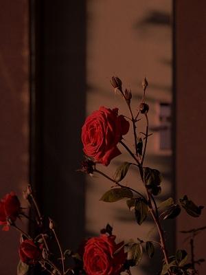 跳下诛仙台后，全家为我献祭六界